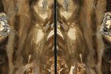 Petrified Wood Bookends - Oregon #111097-2
